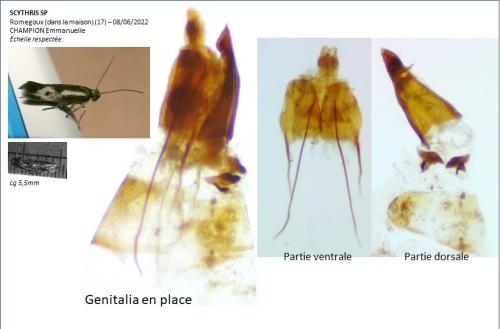Réf. 324 503 : Scythris insulella